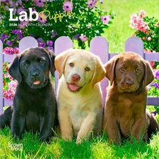Lab Puppies | 2026 7x14" (Hanging) Monthly Mini Wall Calendar
