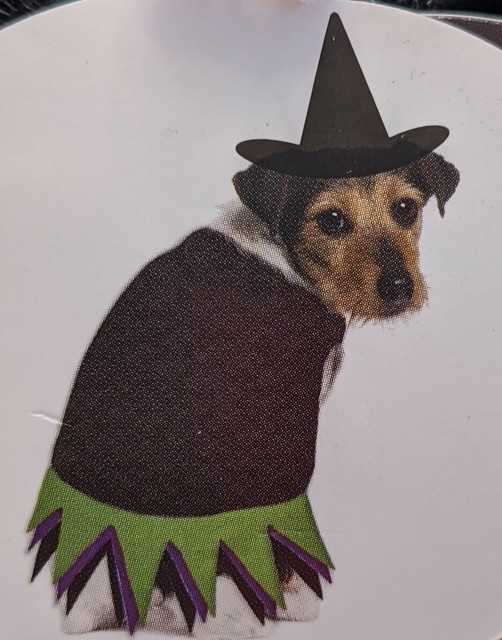 propeller hat for dog