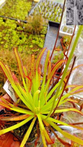 Semillas de Drosera Capensis - Imagen 12 de 25