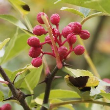 Zanthoxylum armatum - Poivrier