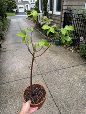 Jacartia Corumbensis Mexican Rubber Tree Caudex Live Plant