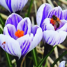 Striped Pickwick Crocus Bulbs for Planting