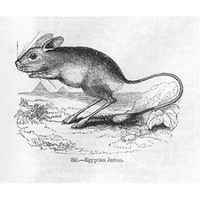 Egyptian Jerboas - Antique Print 1856