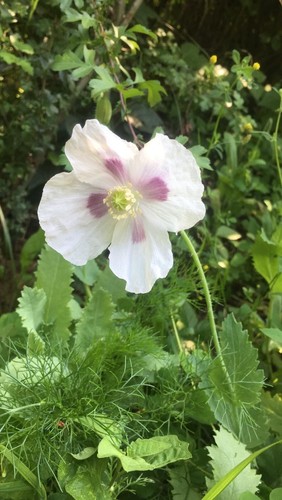 Lila Mohn Samen 🌸, 100+ Samen aus dem eigenen Garten 🌼 - Bild 9 von 9