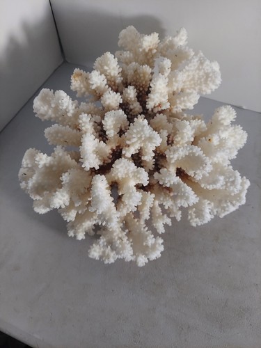 Große natürliche echte Braunstielkoralle Wohnkultur Aquarium 11" x 10" x 5" - 4,8 Pfund