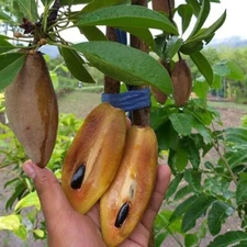 Sapodilla Cucumber Seedss (Manilkara zapota) Var. Cucumber 35+ Seedss