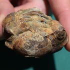 Picture 6 of 11