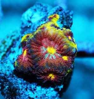 Rainbow Wonders Favia Frag Zoanthids Zoa Paly SPS LPS Corals WYSIWYG