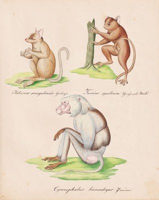 Galago tarsier Hamadryas Baboon monkey Aquarell Zeichnung dessin drawing 1840