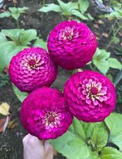 140 ZINNIA CARMINE ROSE OKLAHOMA ANNUAL FAST FLOWER SEEDS