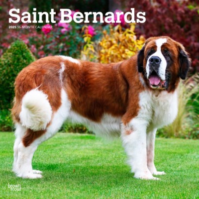 Saint Bernards | 2025 12x24'' Monthly Square Wall Calendar | Plastic-Free