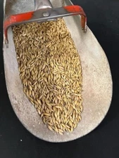 Buck Forage Oats  Seeds Preferred by Whitetails