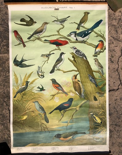 1898 Mass Audubon Society Bird Chart #1 Roll -Up Wall Poster 28x43
