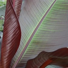 Ensete Maurelii 5 Pack – 5cm Plug Plants – Red Banana Plant – Exotic – FREE P&P