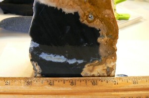 Petrified Palm Wood Faced Rough  5 Lbs  & 3oz