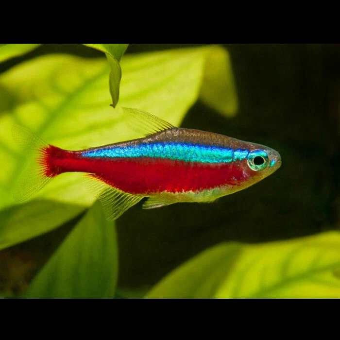 Living color tropical shop fish