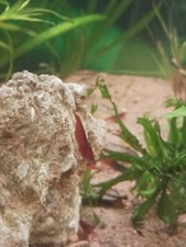 Bloody Mary Shrimp 10 2