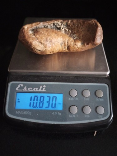 Large Extinct Baleen Whale Inner Ear Bone Fossils -Not Modern- Solid 10.8oz BIG - Picture 8 of 8