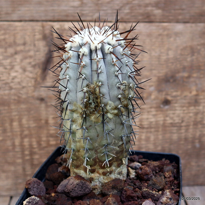 D3818 COPIAPOA CINEREA KK624 pot12-H15-W7 cm MaMa Cactus | eBay