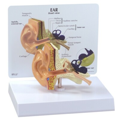 Ear Professional Set of 3 GPI Anatomical Models LFA#4022 Make an Offer SEE VIDEO
