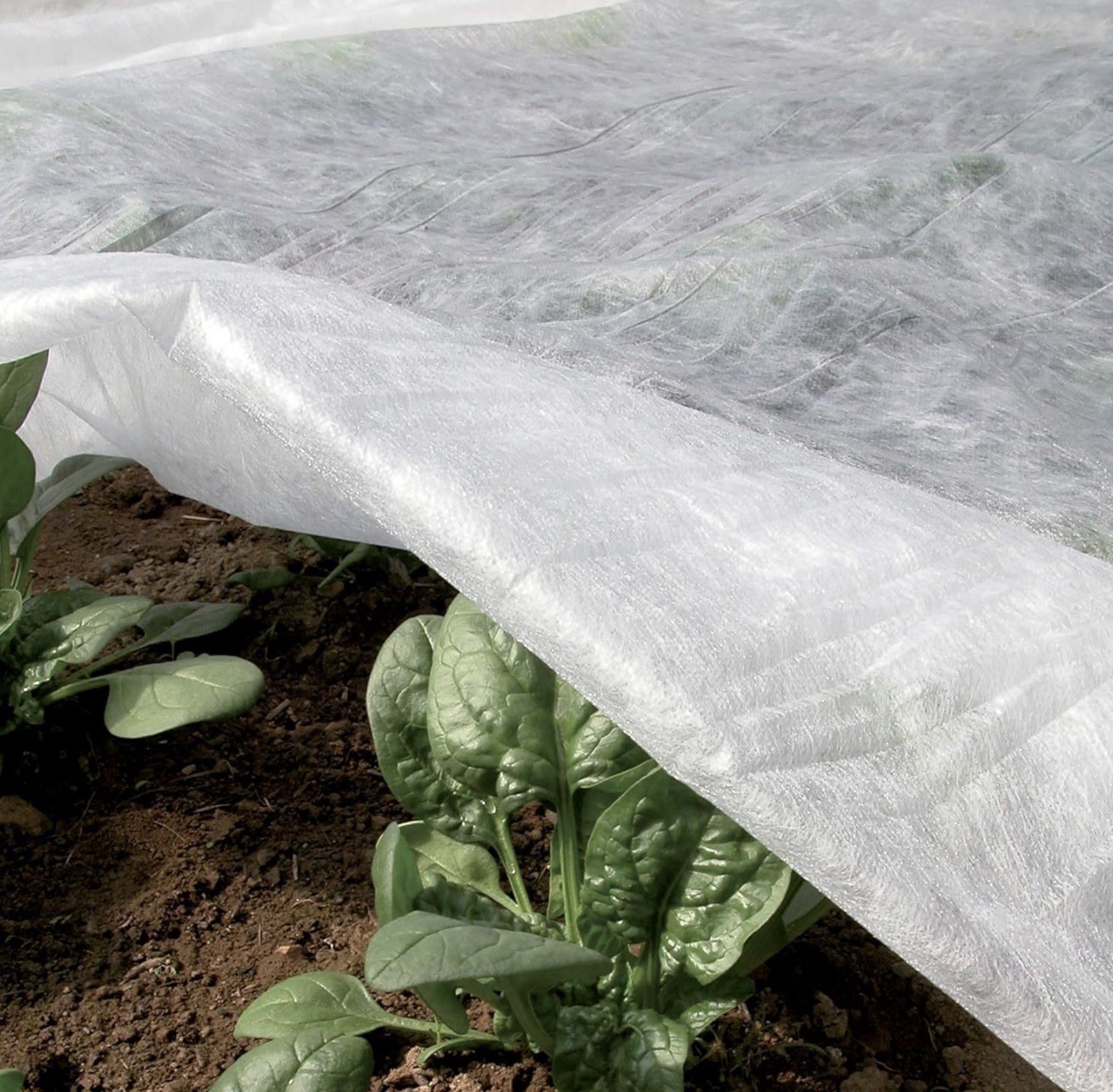 Voile de croissance de 2,4x10m TENAX pour potager et plantes en hiver