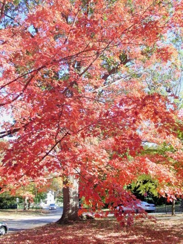 15 BONFIRE SUGAR MAPLE SEEEDS - Acer saccharum 'Bonfire" - Picture 8 of 10
