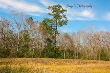 Digital image picture background trees in distance on field photo by Paige
