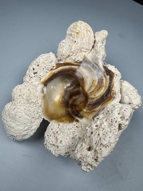 Fresh Carrier Shell Xenophora conchliophora (Born, 1780) 105.6 mm