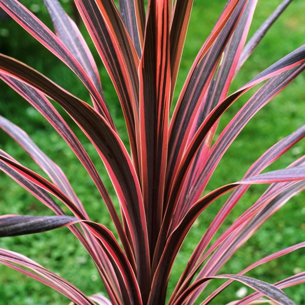 Tropical red cheap plant