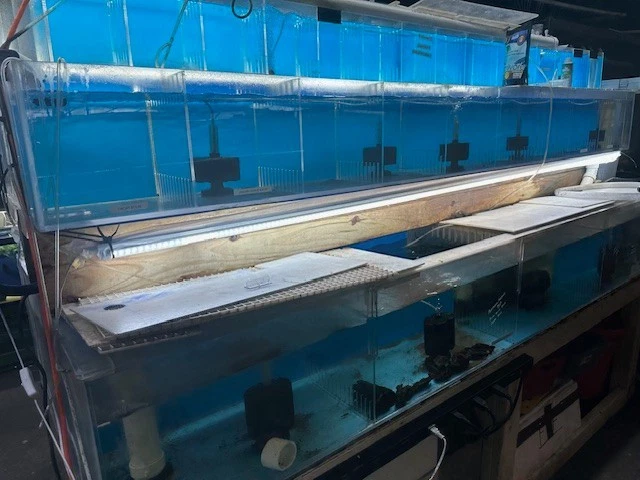 345 GALLONS ACRYLIC FISH TANK, BREEDING FISH OR RETAIL HOLDING TANK 3 LEVELS  - Image 3 of 4