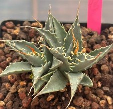 2 Heads Rare Plant Cacti Agave utahensis var. eborispina WYSIWYG Garden Decor