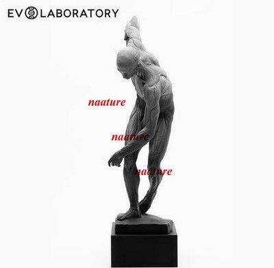 EVOLABORATORY Human 1/8 Anatomy Teaching Sculpture Limited Model Collectible Toy