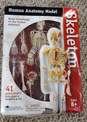 Skeleton, Human Anatomy Model By Learning Resources, Complete, Damaged Box