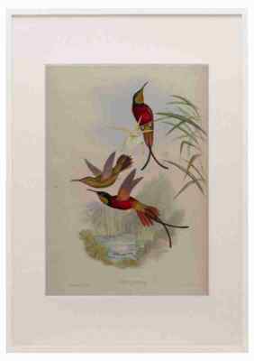 Gould 1861 Topaza Pella A3 A4 Framed Print Picture