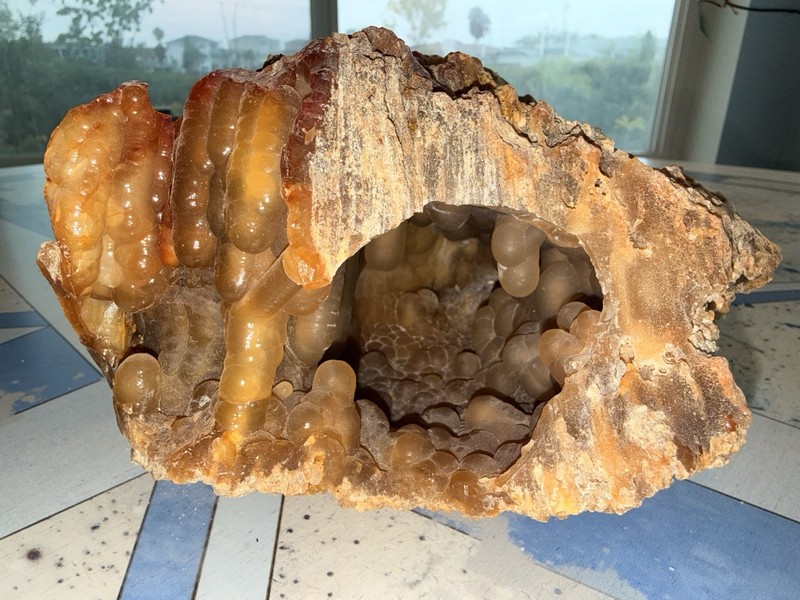 Lg Florida Agatized Coral Geode Rare 25+million Years Old 5/6”