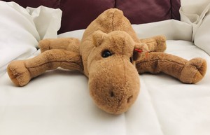 ty humphrey the camel