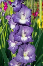 3 - NORI GLADIOLUS Flower Bulbs  NEW  EXTRA LARGE 4 Inch  BLOOMS