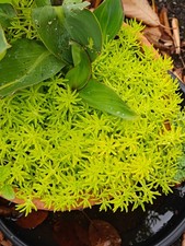 Sedum Mexicanum - Excellent Hardy Groundcover - Fast Growing