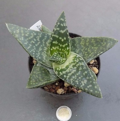 Aloe Tiki Zilla cm. 11/12 | eBay