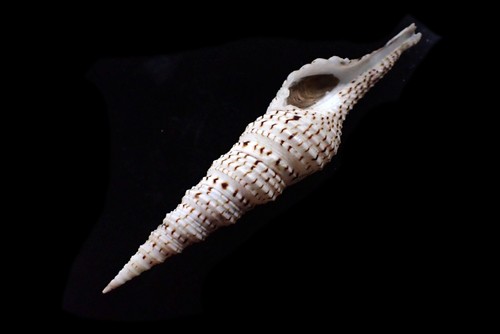 Seashells- Turris dollyae (Nice color pattern) - 124mm - Picture 2 of 3