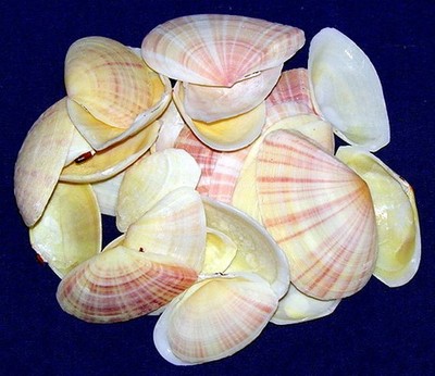 Sunrise Tellin Radiata Clam Half Shells 1-1//2/"-2-1//2/" Seashells~100 Pcs.1//2LB.