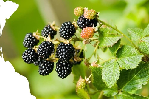 Garden State Bulb Chester Blackberry Plant - Live Bare Root, Non-GMO - Foto 10