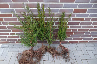 Eibe 10st. 30-50cm Heckenpflanzen Taxus baccata Eiben Wurzelware | eBay.de