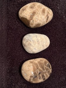 Unpolished Petoskey Stone Lot Only Michigan Rocks Fossil Coral Great Lakes Beach