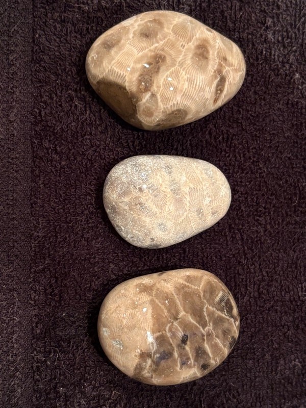 Unpolished Petoskey Stone Lot Only Michigan Rocks Fossil Coral Great Lakes Beach