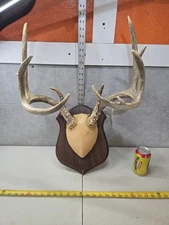 Wild 11 Point Whitetail Deer Antler Rack Horn Skull Plate Decor Man Cave 149-6"