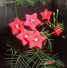 15 graines de CHEVEUX DE VENUS(Quamoclit Pennata)G82 CYPRESS VINE SEEDS SEMILLAS