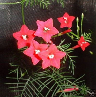 15 graines de CHEVEUX DE VENUS(Quamoclit Pennata)G82 CYPRESS VINE SEEDS SEMILLAS