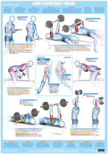 Arms Bodybuilding Exercises Chart