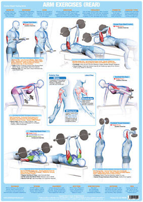 Gym Exercise Chart